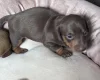 Dachshund (Miniature Smooth Haired)