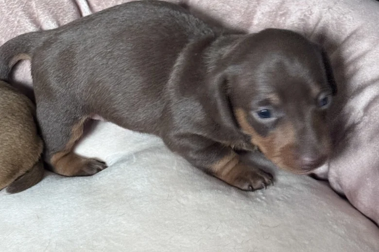 Dachshund (Miniature Smooth Haired)