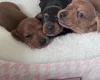 Dachshund (Miniature Smooth Haired)