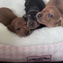 Dachshund (Miniature Smooth Haired)