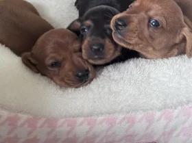Dachshund (Miniature Smooth Haired)