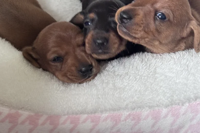 Dachshund (Miniature Smooth Haired)