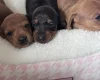 Dachshund (Miniature Smooth Haired)