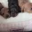 Dachshund (Miniature Smooth Haired)