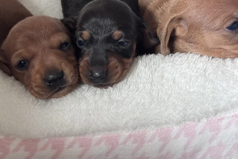 Dachshund (Miniature Smooth Haired)