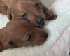 Dachshund (Miniature Smooth Haired)