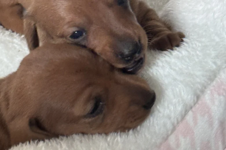 Dachshund (Miniature Smooth Haired)