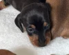 Dachshund (Miniature Smooth Haired)