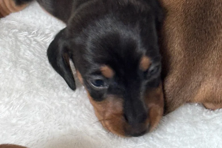 Dachshund (Miniature Smooth Haired)