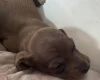 Dachshund (Miniature Smooth Haired)