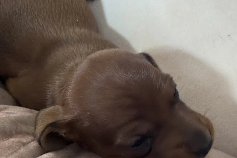 Dachshund (Miniature Smooth Haired)