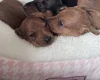 Dachshund (Miniature Smooth Haired)