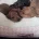 Dachshund (Miniature Smooth Haired)