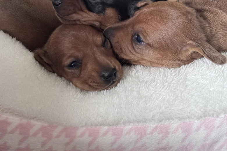 Dachshund (Miniature Smooth Haired)
