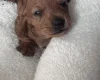 Dachshund (Miniature Smooth Haired)