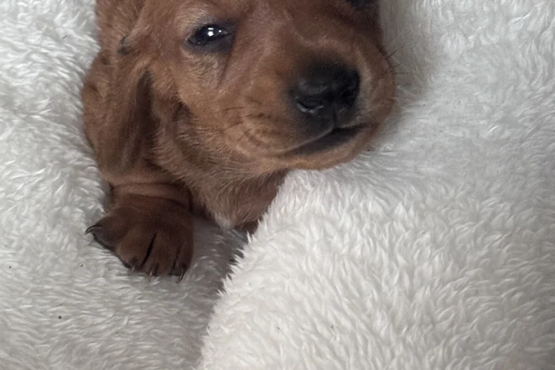 Dachshund (Miniature Smooth Haired)