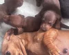 Dachshund (Miniature Smooth Haired)
