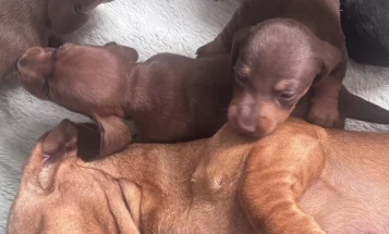 Dachshund (Miniature Smooth Haired)