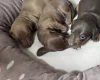Dachshund (Miniature Smooth Haired)