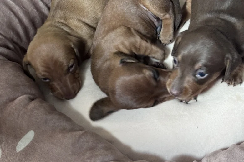 Dachshund (Miniature Smooth Haired)