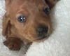 Dachshund (Miniature Smooth Haired)