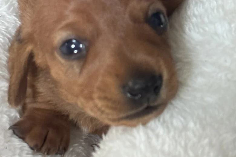 Dachshund (Miniature Smooth Haired)
