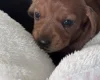 Dachshund (Miniature Smooth Haired)