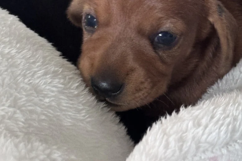 Dachshund (Miniature Smooth Haired)