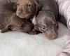 Dachshund (Miniature Smooth Haired)