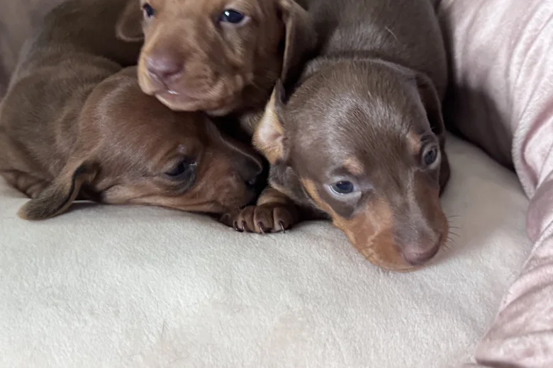 Dachshund (Miniature Smooth Haired)