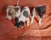 Whippet