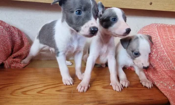 Whippet
