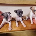 Whippet