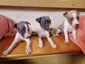 Whippet