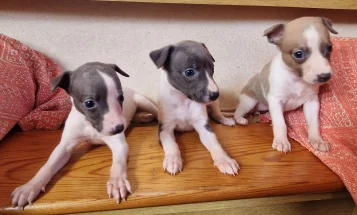 Whippet