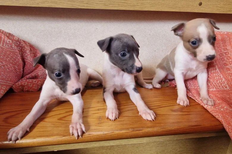 Whippet