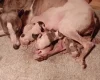 Whippet