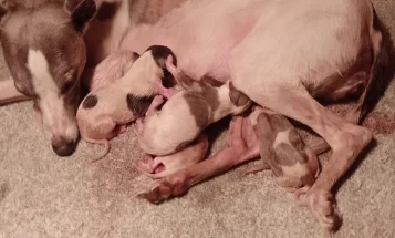 Whippet
