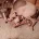 Whippet