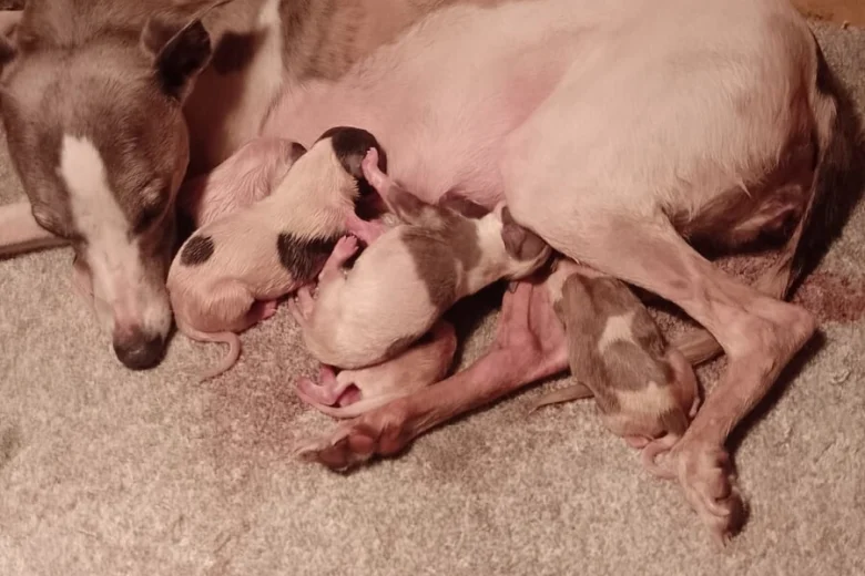 Whippet