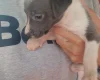 Whippet