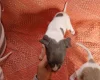 Whippet