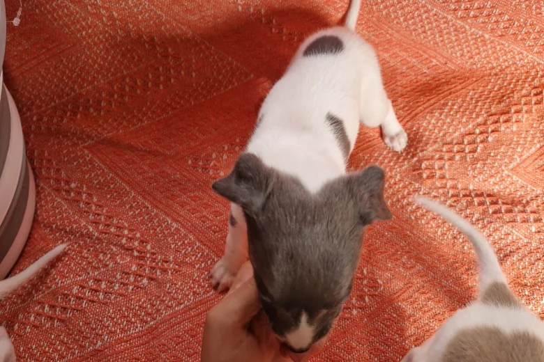 Whippet