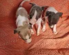 Whippet