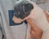 Whippet