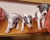 Whippet