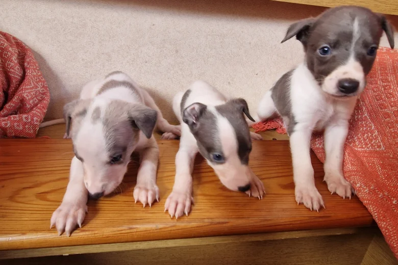 Whippet