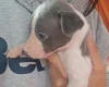 Whippet