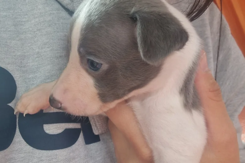 Whippet