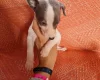 Whippet